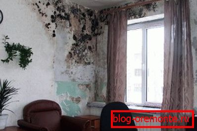 Любительське фото бетонних стін уражених грибком через підвищену вогкості Любительське фото бетонних стін уражених грибком через підвищену вогкості