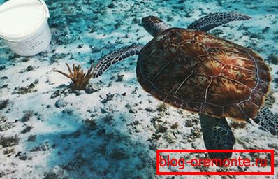 Наливна підлога як морське дно